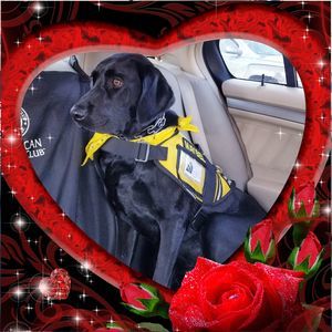 Meet your Posher, Dalisa